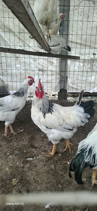 Adler joʻja xoʻrozlari sotiladi.