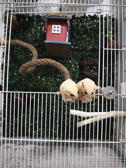 Сахарная сумчатая летяга