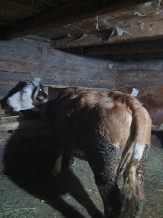 Vand vaca baltata romaneasca