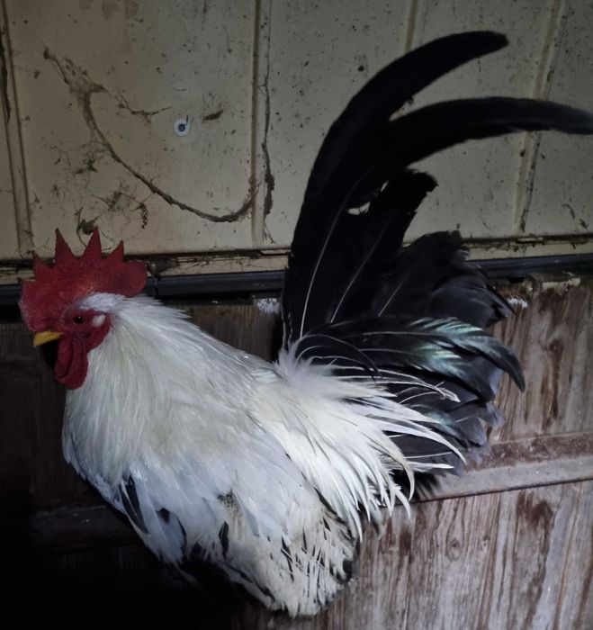 Chabo Siro - 1 cocos + 3 gaini (+ 1 cocos cadou)