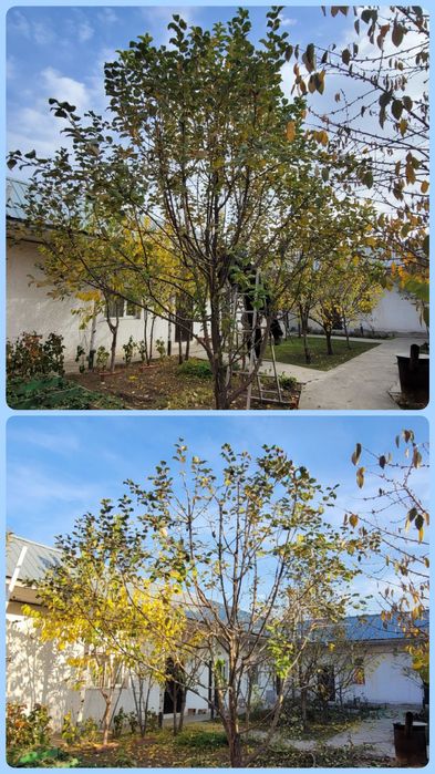 Обрезка плодовых, хвойных, лиственных деревьев