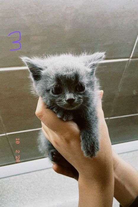 котята порадистый