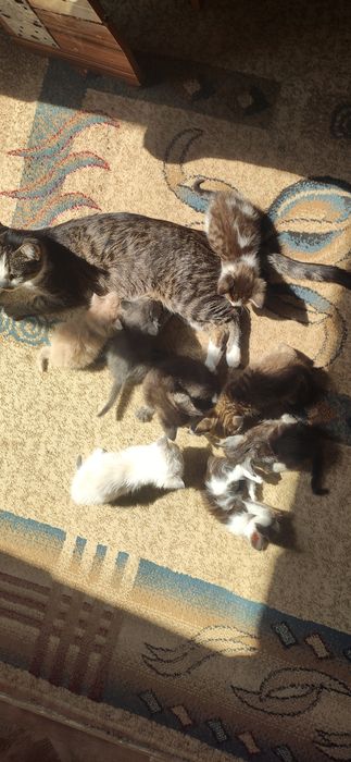 Отдам котят в добрые руки