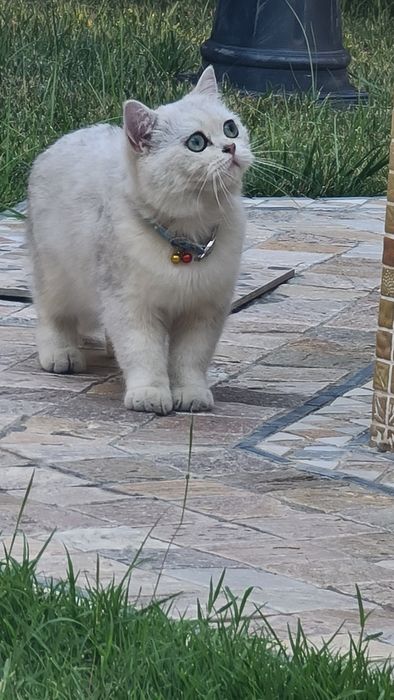 Чистокровный Серебристая шиншилла NS11