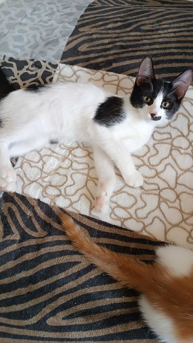 Маленькие котятки в добрые руки
