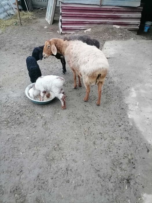 Ona bola qo'ylar sotiladi