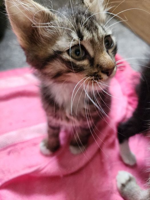 Adoptie Motanel 8 saptamani