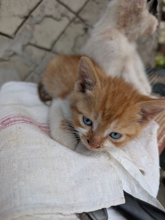 Donez pui de pisica spre adoptie