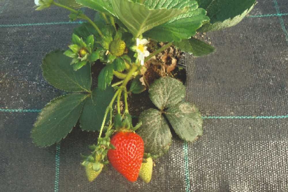 Folie agrotextil antiburuieni