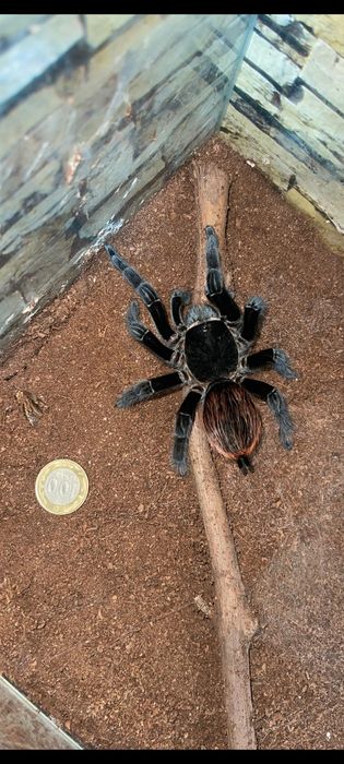 Птицеед птицеед птицеед