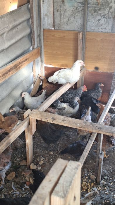 Продам 3 месячных цыплят