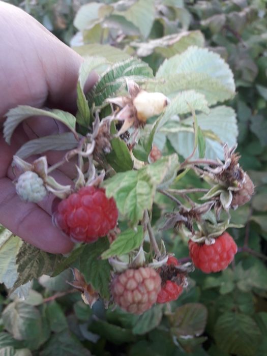 Срочно!Продам дачу