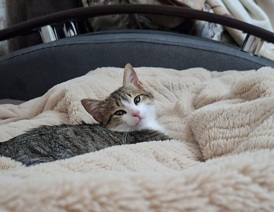 Отдаю котят в добрые руки