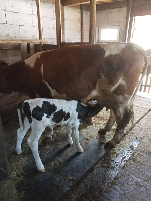 De vânzare vițică de 3 luni
