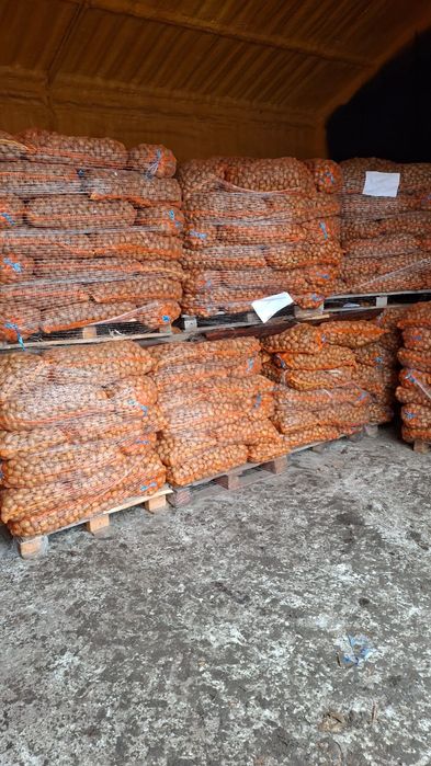 Cartofi de sămânță