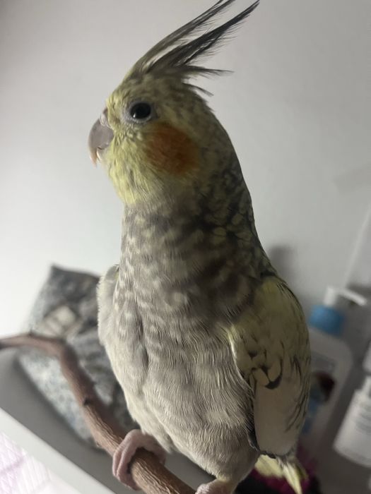 попугай корелла девочка