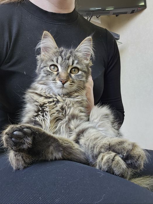 Котенок Пуша в поисках семьи! Ташкент!