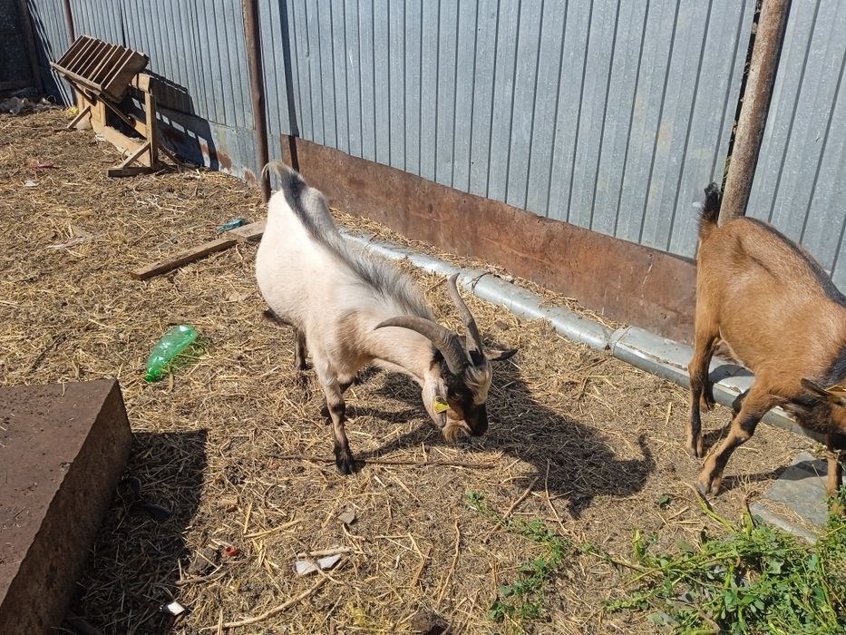 Теке сатам Альпийская породада