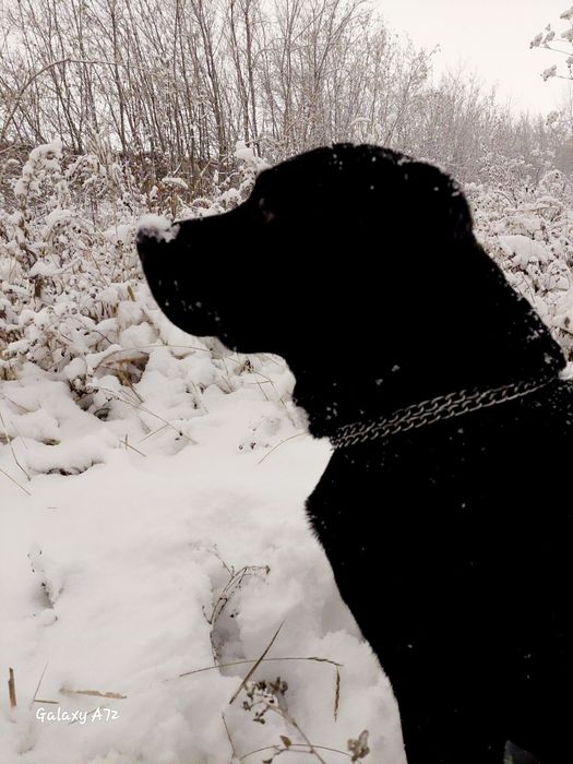 Ищем подружу для нашего мальчика