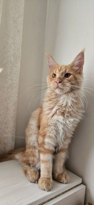 Продаются мальчики Мейнкун