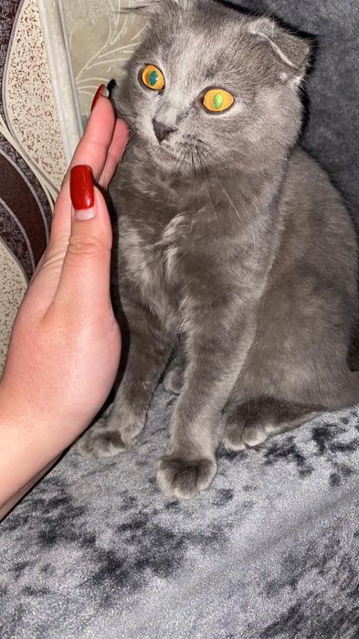 Отдам котёнка в хорошие руки