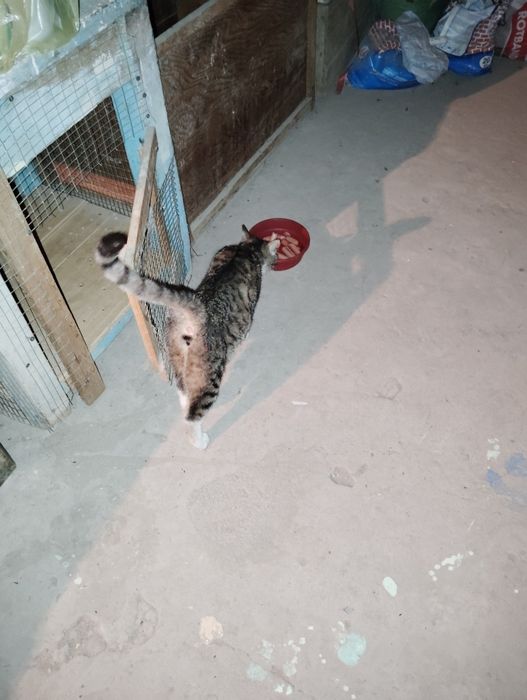 Mushuk bor 4ta bolalari bilan yaxshi boqilgan