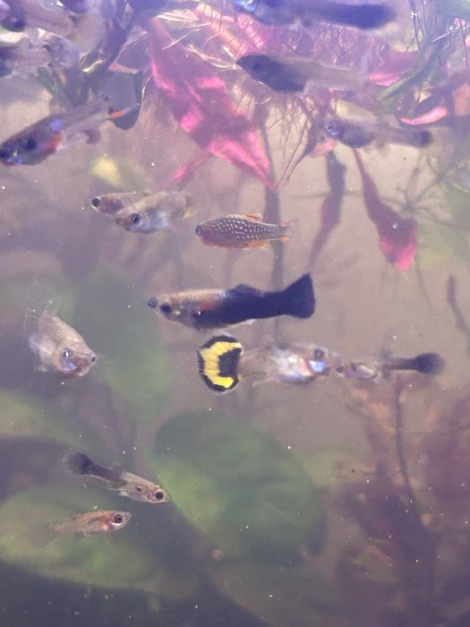 Mix guppy de vanzare