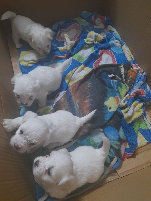 3 fetite și un băiețel drăgălaș și jucausi
