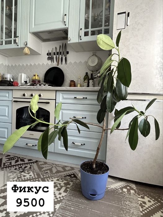 Продам цветок фикус