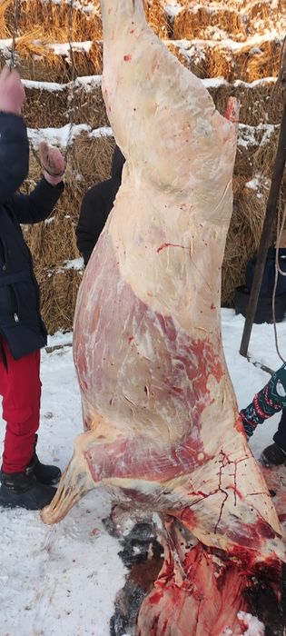 лошади жирные с откорма
