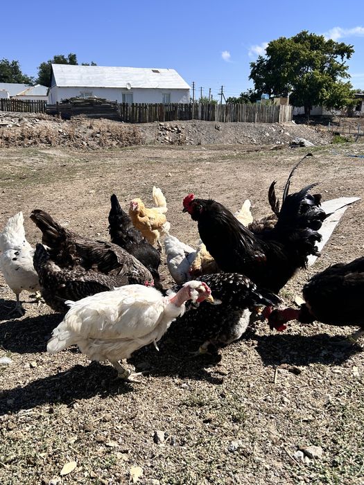 Продам кур годовалые