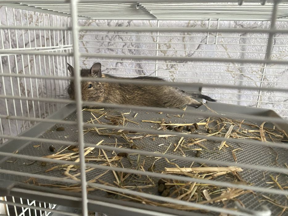 Продам белок Дегу