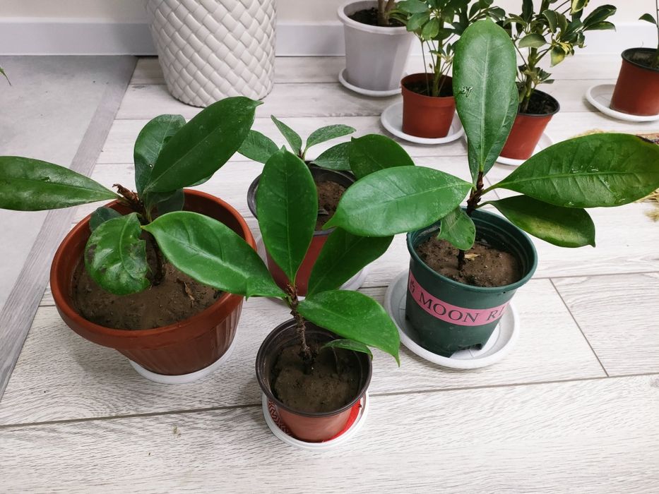 Отростки по 500тг, доставка