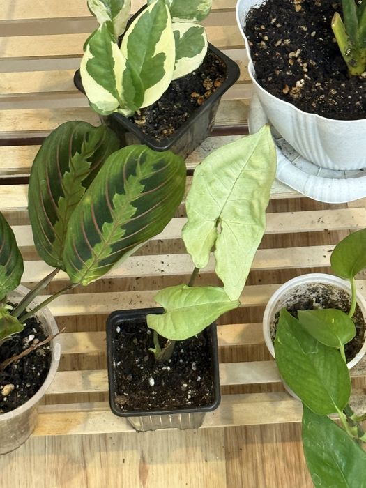 Набор из 6 цветов