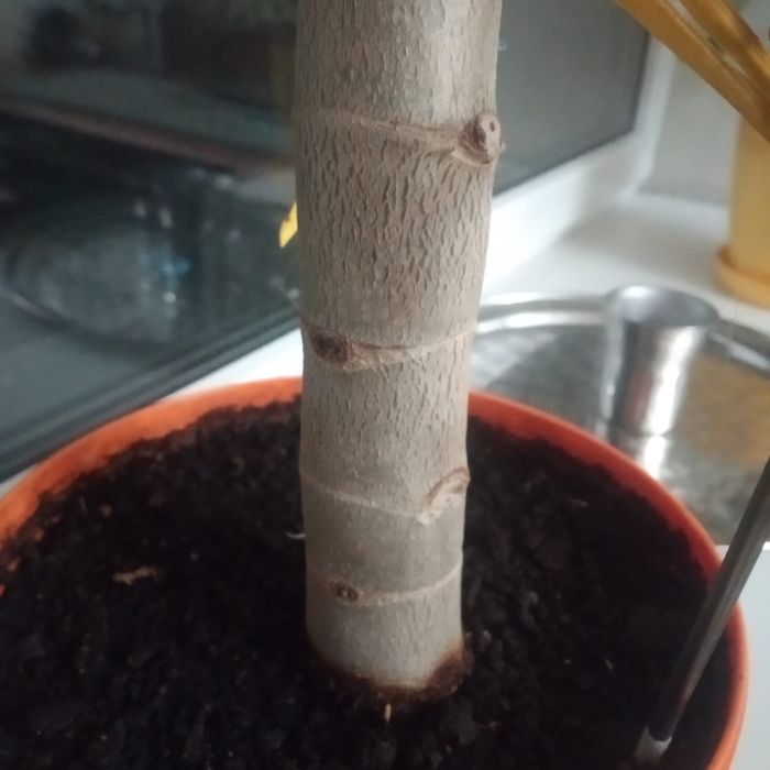 Денежное дерево