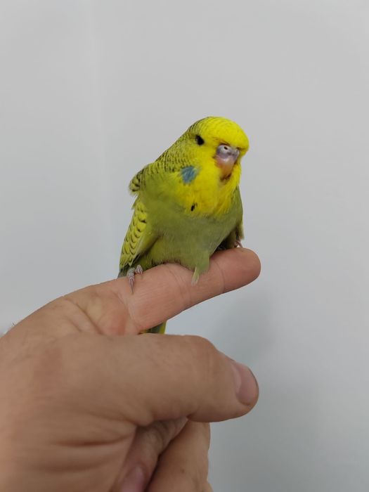 Peruși standard (pui, adulți)