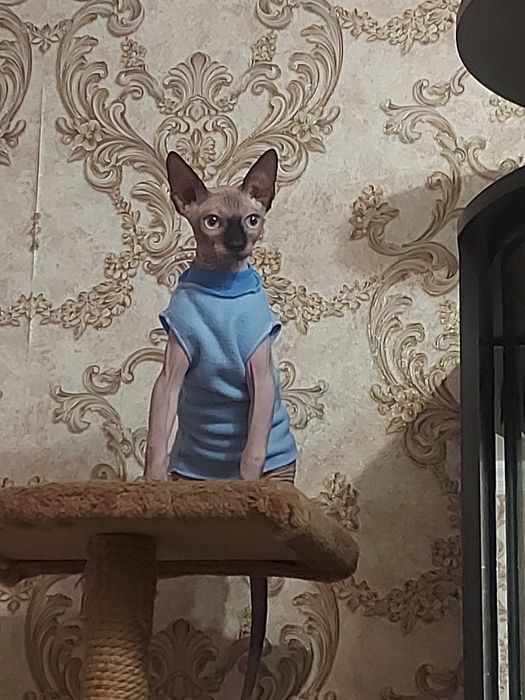 Кот,Канадский сфинкс, ищет невесту