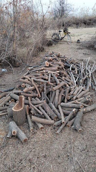 Дрова  дрова мевали дарахтлар