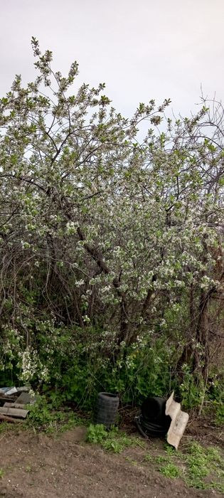 Продам дачу сад Яблонька