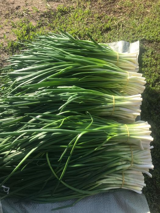 Свежий тепличный зеленый лук