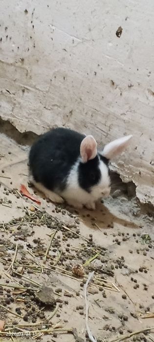 Quyon bolalari sotiladi