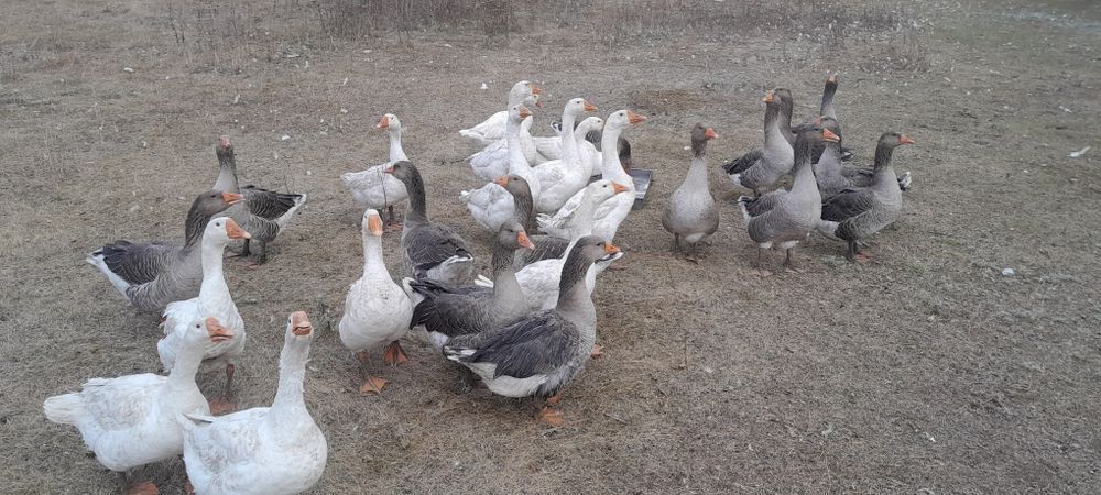 Продам гусей живьем