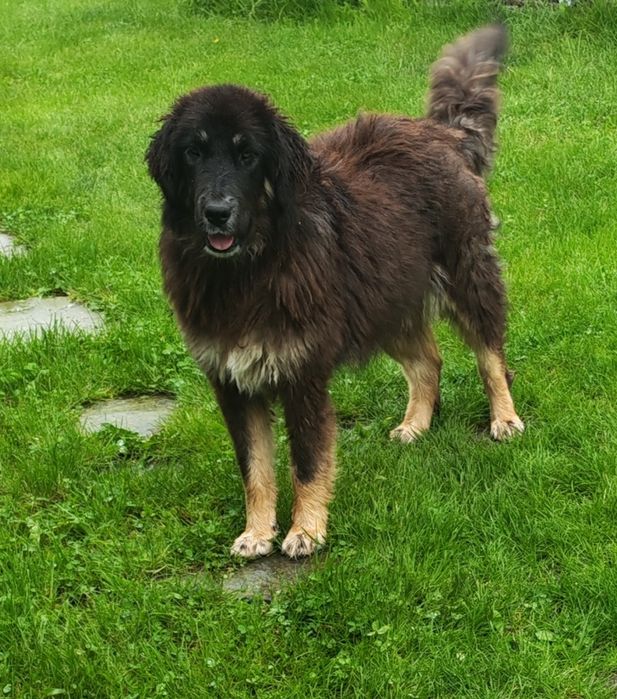 Mastiff Tibetan femelă