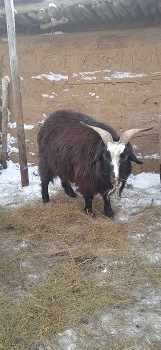 Продам коз 3 головы