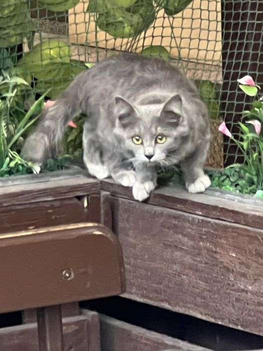 Котенок в самые любящие руки