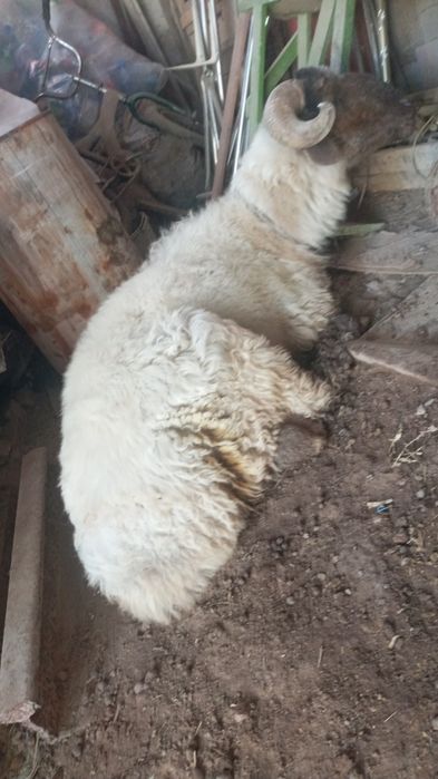 Кучкор яхши 30кило босади