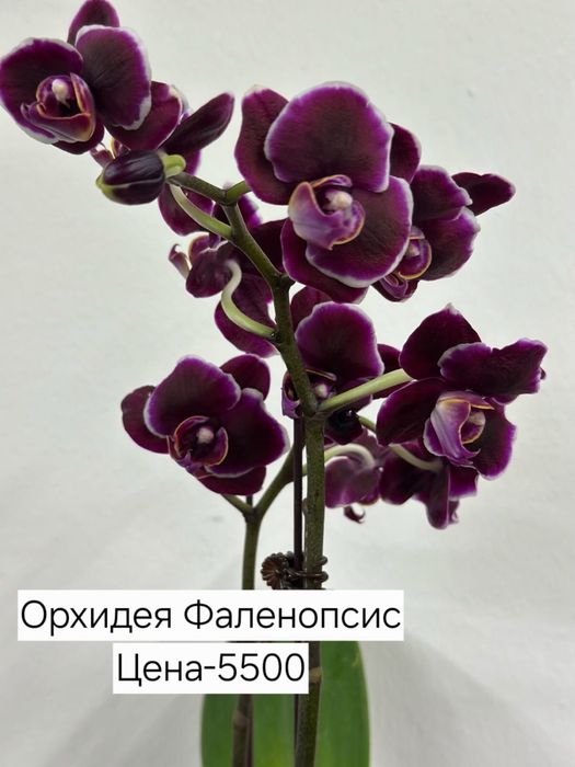 Продам комнатные цветы