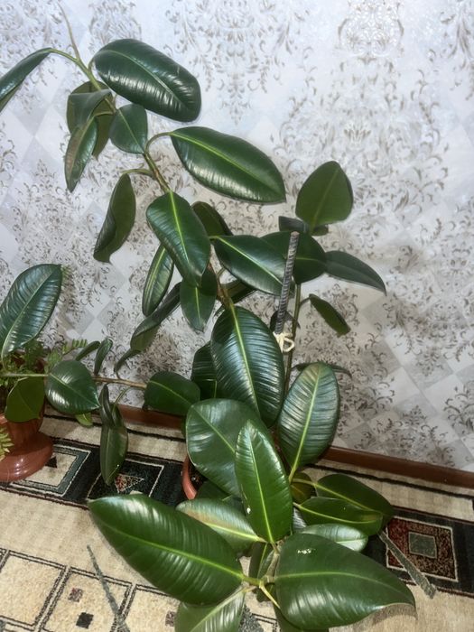 Фикус цветы  15 тысяч тенге