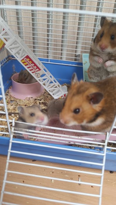 Хомячки (1 месяц)