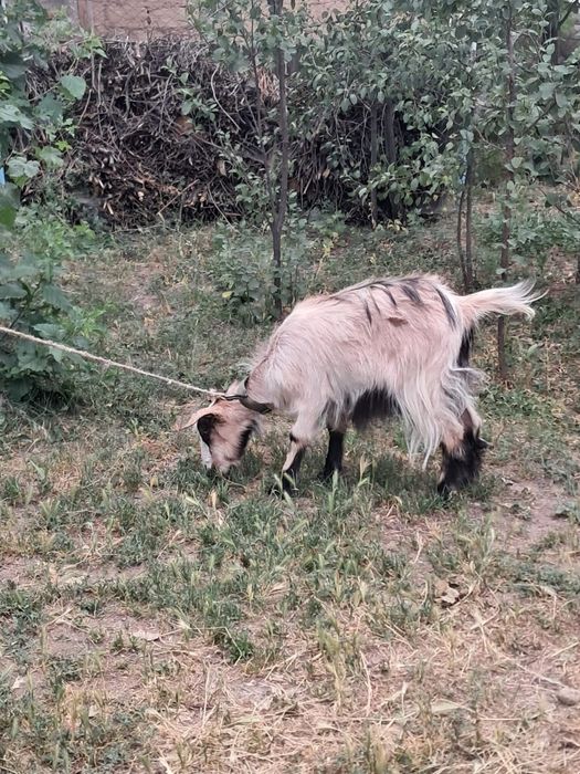 Продам козочку 9 месяцев